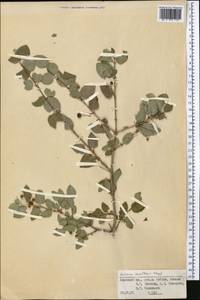 Жимолость Королькова Stapf, Средняя Азия и Казахстан, Памир и Памиро-Алай (M2) (Киргизия)