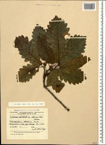 Quercus petraea subsp. polycarpa (Schur) Soó, Кавказ, Абхазия (K4a) (Абхазия)