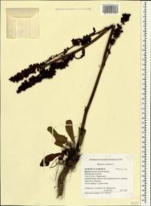 Щавель курчавый L., Крым (KRYM) (Россия)