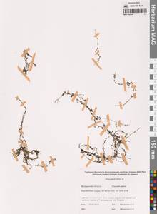 Пузырчатка малая L., Сибирь, Чукотка и Камчатка (S7) (Россия)