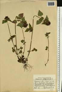 Яснотка пурпурная, Яснотка пурпуровая L., Восточная Европа, Центральный лесостепной район (E6) (Россия)