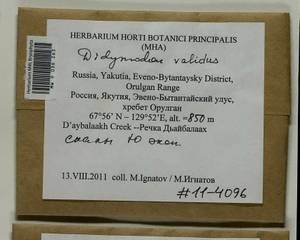 Didymodon validus Limpr., Гербарий мохообразных, Мхи - Якутия (B19) (Россия)