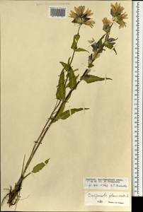 Колокольчик скученный, Колокольчик сборный L., Монголия (MONG) (Монголия)