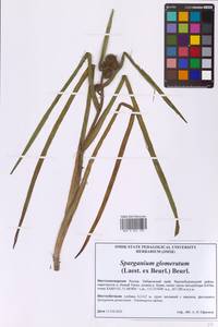 Ежеголовник скученный (Laest. ex Beurl.) Beurl., Сибирь, Дальний Восток (S6) (Россия)