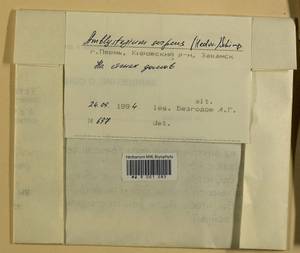 Amblystegium serpens (Hedw.) Schimp., Гербарий мохообразных, Мхи - Пермский край, Удмуртия, Свердловская и Кировская области (B8) (Россия)