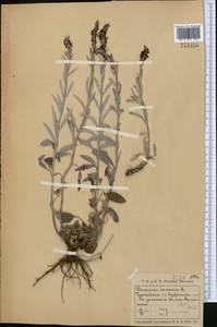 Вероника седая L., Средняя Азия и Казахстан, Северный и Центральный Казахстан (M10) (Казахстан)