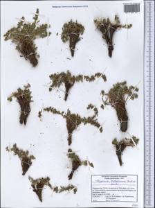 Polygonum cognatum var. serpyllaceum (Jaub. & Spach) Yurtseva, Средняя Азия и Казахстан, Памир и Памиро-Алай (M2) (Таджикистан)