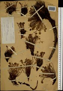 Родиола четырехнадрезная, Родиола четырехчленная (Pall.) Fisch. & C. A. Mey., Сибирь, Западный (Казахстанский) Алтай (S2a) (Казахстан)