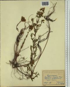Зверобой изящный Steph. ex Willd., Западная Европа (EUR) (Болгария)