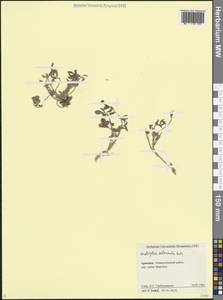 Эспарцет короткостебельный Boiss., Кавказ, Армения (K5) (Армения)