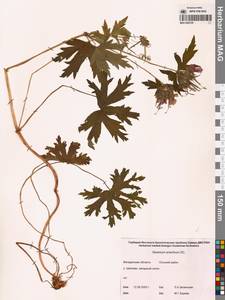 Герань волосистоцветковая DC., Сибирь, Чукотка и Камчатка (S7) (Россия)