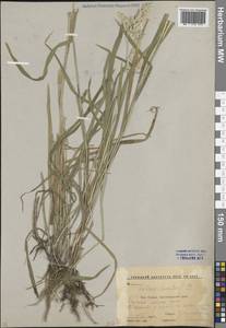 Бухарник шерстистый L., Кавказ, Краснодарский край и Адыгея (K1a) (Россия)