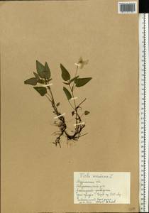 Фиалка Руппа All., Восточная Европа, Северный район (E1) (Россия)