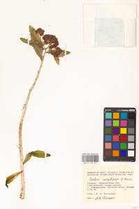 Очитник обыкновенный (L.) H.Ohba, Восточная Европа, Западно-Украинский район (E13) (Украина)