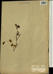 Rosa luciae Franch. & Rochebr., Зарубежная Азия (ASIA) (Япония)