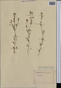 Silene scabriflora, Западная Европа (EUR) (Неизвестно)