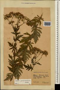 Jacobaea erucifolia subsp. grandidentata (Ledeb.) V. V. Fateryga & Fateryga, Крым (KRYM) (Россия)