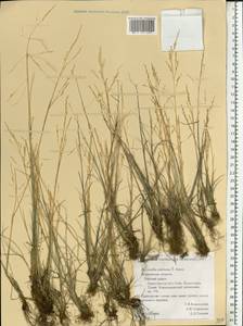 Puccinellia capillaris subsp. pulvinata (Fr.) Tzvelev, Восточная Европа, Северный район (E1) (Россия)