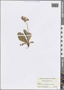 Первоцвет Рупрехта Kusnezowa ex Lipsky, Кавказ, Грузия (K4) (Грузия)