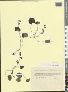 Колокольчик, Кавказ, Краснодарский край и Адыгея (K1a) (Россия)