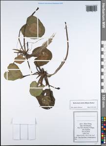 Hydrocharis dubia (Blume) Backer, Зарубежная Азия (ASIA) (КНР)