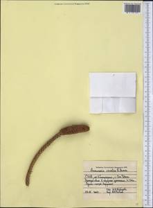 Araucaria columnaris (J. R. Forst.) Hook., Америка (AMER) (США)