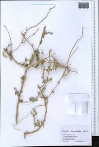 Atriplex leucoclada Boiss., Зарубежная Азия (ASIA) (Израиль)