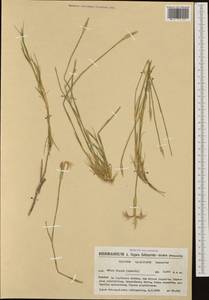Dianthus serrulatus, Западная Европа (EUR) (Испания)