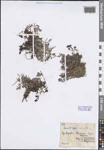Камнеломка аизовидная L., Восточная Европа, Северный район (E1) (Россия)