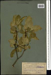 Жестер слабительный, Крушина слабительная L., Кавказ, Армения (K5) (Армения)