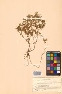 Жерушник лесной (L.) Besser, Восточная Европа, Северо-Украинский район (E11) (Украина)