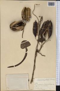 Aristolochia labiata Willd., Америка (AMER) (Куба)