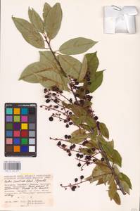 Черемуха поздняя Ehrh., Восточная Европа, Молдавия (E13a) (Молдавия)