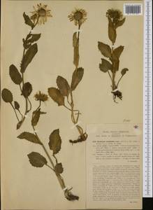 Doronicum grandiflorum Lam., Западная Европа (EUR) (Италия)