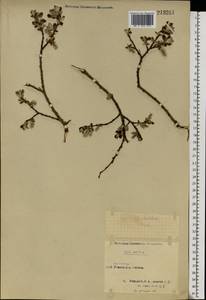 Ива ушастая L., Восточная Европа, Северный район (E1) (Россия)