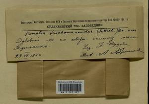 Homalia trichomanoides (Hedw.) Brid., Гербарий мохообразных, Мхи - Дальний Восток (без Чукотки и Камчатки) (B20) (Россия)