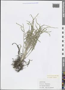 Наголоватка предкавказская (Sosn.) Iljin, Кавказ, Дагестан (K2) (Россия)