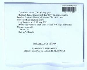 Tritomaria scitula (Taylor) Jørg., Гербарий мохообразных, Мхи - Красноярский край, Тыва и Хакасия (B17) (Россия)