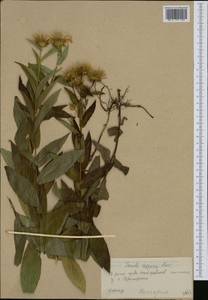 Pentanema salicinum subsp. asperum (Poir.) Mosyakin, Западная Европа (EUR) (Болгария)