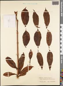 Magnoliopsida, Австралия и Океания (AUSTR) (Французская Полинезия)