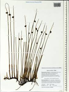 Ситник арктический Willd., Восточная Европа, Северный район (E1) (Россия)