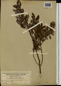 Salix myrsinifolia subsp. myrsinifolia, Восточная Европа, Волжско-Камский район (E7) (Россия)