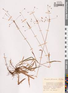 Ожика оперенная E.Mey., Сибирь, Чукотка и Камчатка (S7) (Россия)