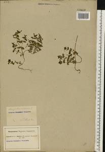 Lysimachia arvensis subsp. arvensis, Восточная Европа, Северо-Украинский район (E11) (Украина)