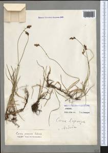 Осока ранняя Schreb., Кавказ, Армения (K5) (Армения)