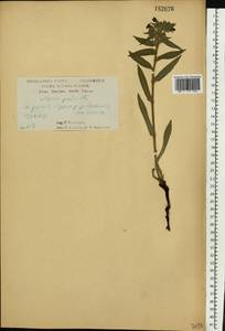 Нонея темная, Нонея темно-бурая (L.) DC., Восточная Европа, Центральный лесостепной район (E6) (Россия)