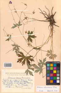 Герань Власова Fisch. ex Link, Сибирь, Дальний Восток (S6) (Россия)