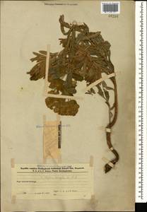 Молочай лозный, Молочай прутьевидный Waldst. & Kit., Кавказ, Азербайджан (K6) (Азербайджан)
