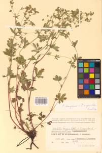 Potentilla longipes × argentea, Восточная Европа, Нижневолжский район (E9) (Россия)