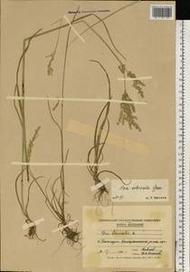 Мятлик обыкновенный L., Восточная Европа, Молдавия (E13a) (Молдавия)